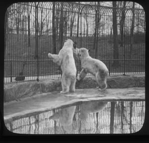 Image: Two polar bears in zoo enclosure